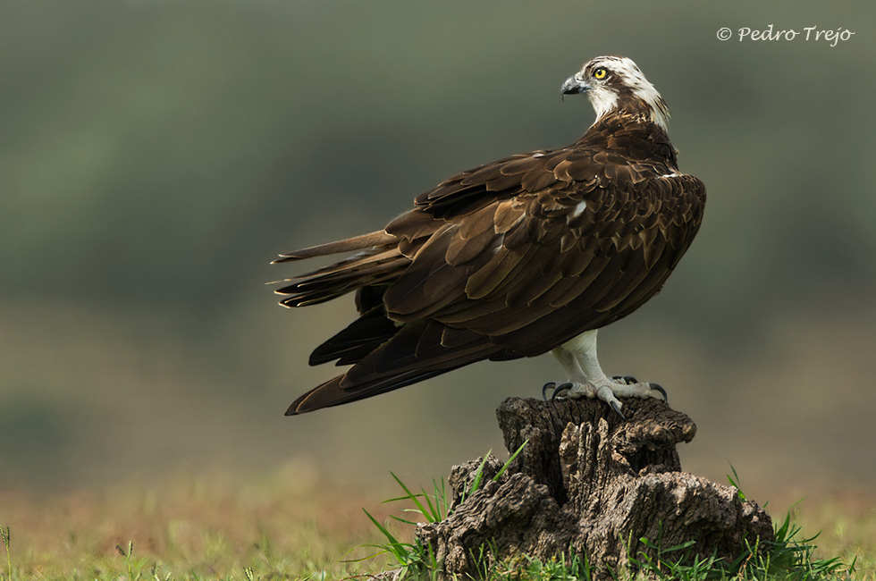 Aguila pescadora (Pandion haliaetus)